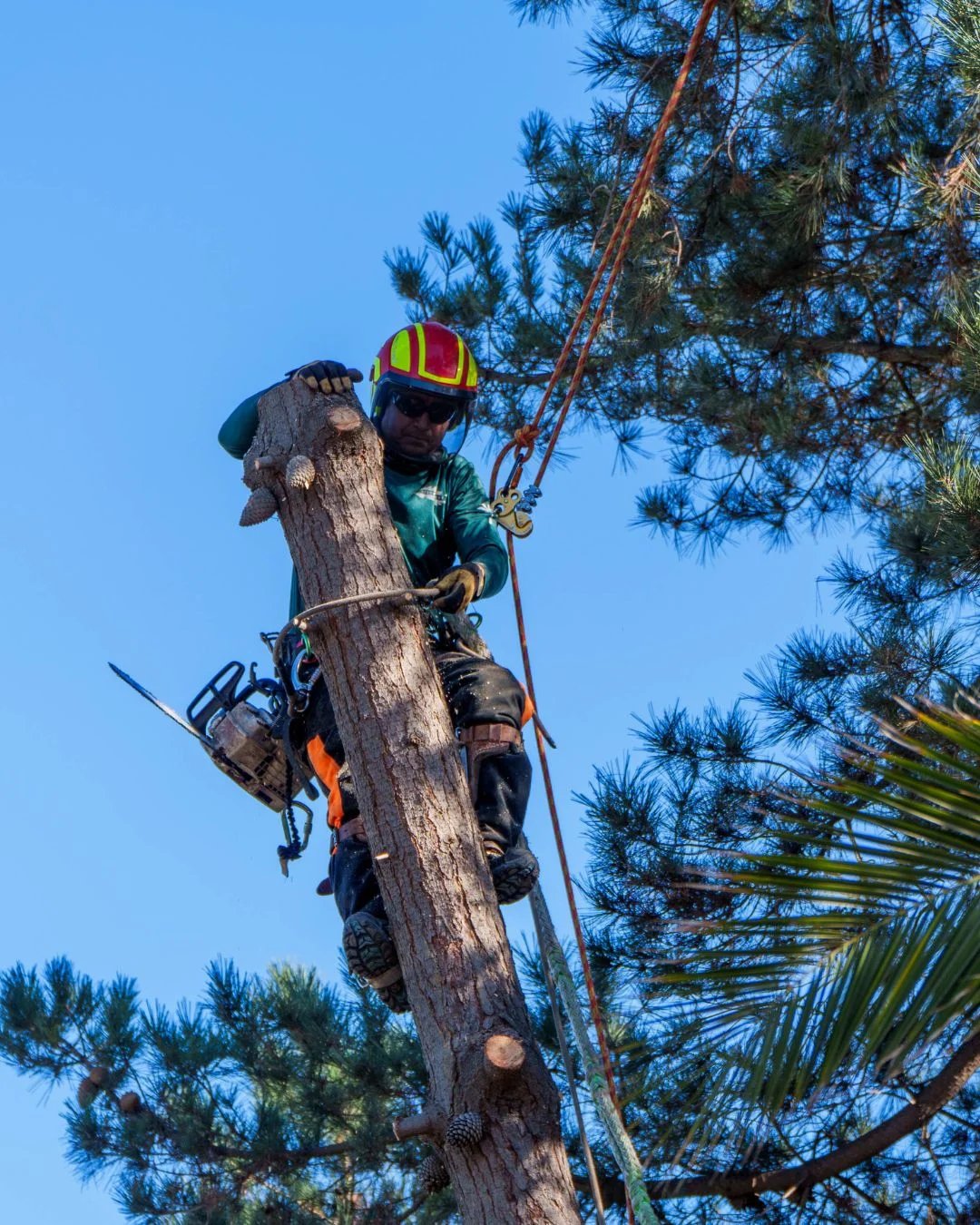 Arborista Sierra Verde trabajando en altura