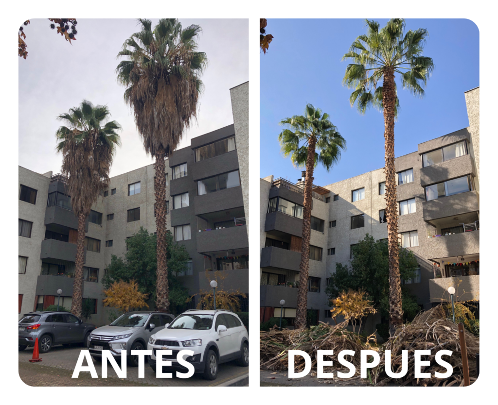 poda y tala, sierraverde, poda arboles, tala arboles, tala palmera, poda palmera, poda, tala, arborismo, poda perimetral, poda de reducción, tala completa, poda preventiva.