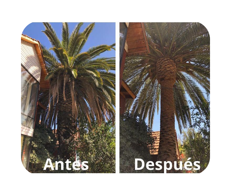 poda y tala, sierraverde, poda arboles, tala arboles, tala palmera, poda palmera, poda, tala, arborismo, poda perimetral, poda de reducción, tala completa, poda preventiva.