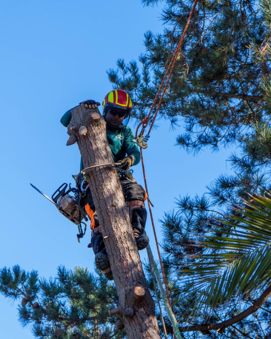 Especialista de Sierra Verde en la copa de un árbol talado ejecutando maniobras controladas