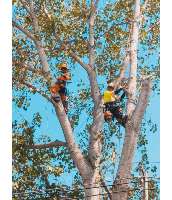 poda y tala, sierraverde, poda arboles, tala arboles, tala palmera, poda palmera, poda, tala, arborismo, poda perimetral, poda de reducción, tala completa, poda preventiva.